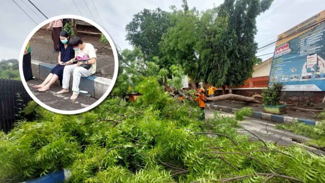 
					Pohon Tumbang di Kota Probolinggo Timpa Pasutri Pengendara Motor