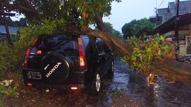
					Angin Kencang, Belasan Pohon di Kota Probolinggo Tumbang, Timpa Mobil