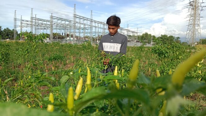 
					Harga Cabai Rawit Terjun Bebas Rp10 Ribu/Kg, Petani Mengaku Rugi