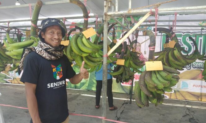 
					KHAS: Kades Senduro, Farid, menunjukkan Pisang Agung Semeru dalam Festival Tani di Alun-Alun Lumajang, Jumat (2/12/22).