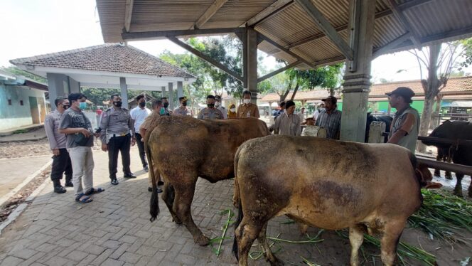 
					Harga Belum Normal, Permintaan Sapi Diprediksi Meningkat Pertengahan Desember