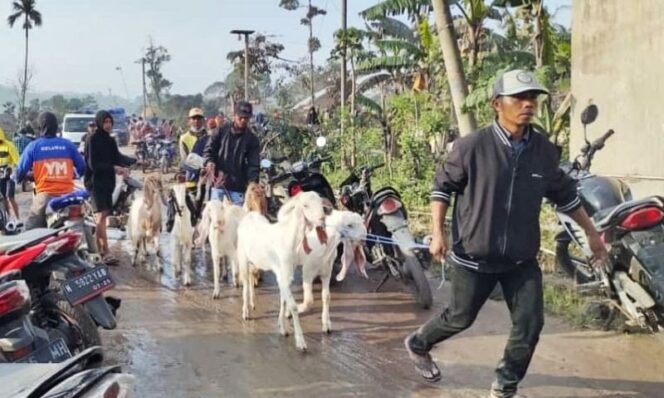 
					Hewan Ternak Pengungsi Semeru Juga Dievakuasi 