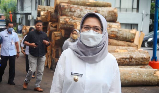 
					Tak Hanya Pisang, Lumajang Ternyata Penghasil Kayu Sengon Terbesar di Jatim