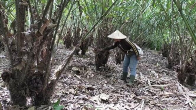 
					Tiga Buah ini Diakui sebagai Komoditas Unggulan Lumajang, Apa saja?