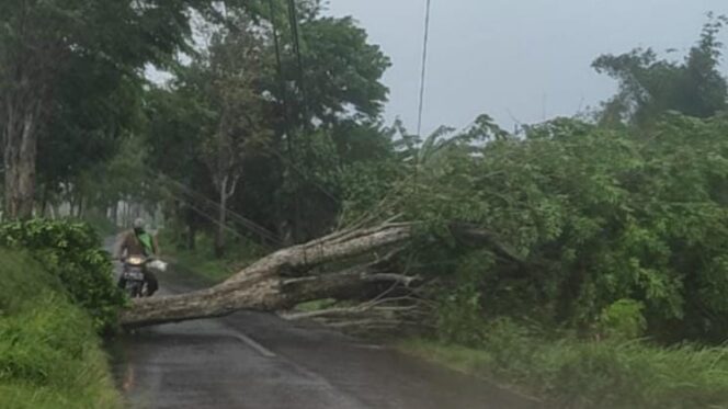 
					Cuaca Ekstrim Ancam Pengguna Jalan Lereng Semeru, Banyak Pohon Bertumbangan 