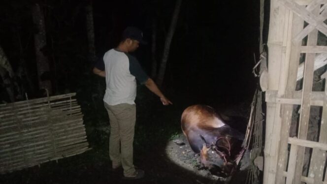 
					Sadis! Sapi di Pakuniran Dipenggal lalu Ditinggal