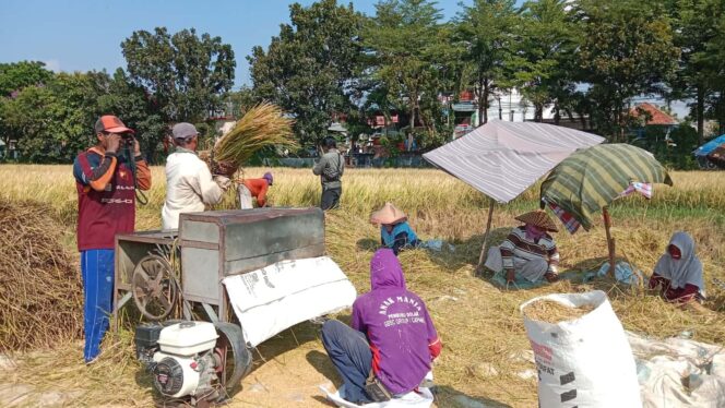 
					Harga Gabah Mahal, Petani Probolinggo Sumringah