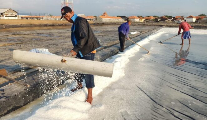 
					Produksi Garam di Probolinggo Hanya 3.244 Ton, Jauh dari Target