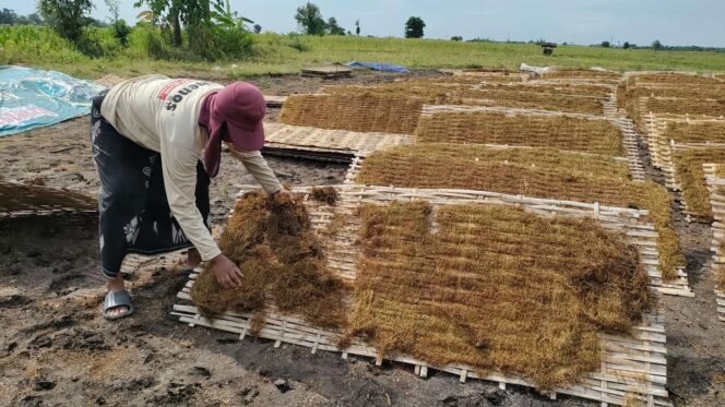 
					DIJEMUR: Seorang petani di Krejengan sedang mengecek tembakaunya sebelum dijual ke perusahaan rokok di daerah Paiton (foto: Ali Ya'lu). 