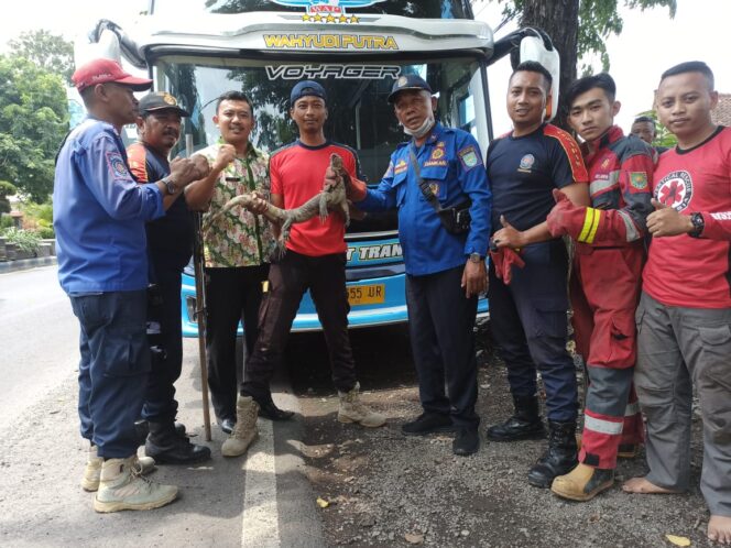 
					Personil Damkar Pemkot Probolinggo berhasil evakuasi biawak di chasiss mobil