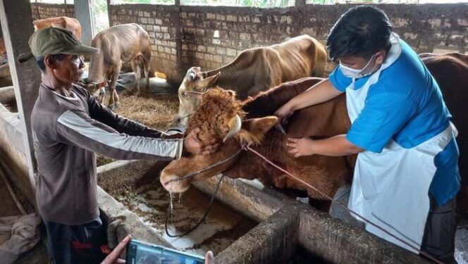 
					PMK: Peternak membantu petugas medis saat akan melakukan vaksinasi sapi. (foto: Asmadi)