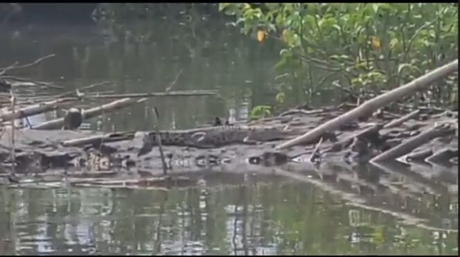 
					LIAR: Buaya liar yang diduga berada di aliran Sungai Bondoyudo. (foto: Asmadi)
