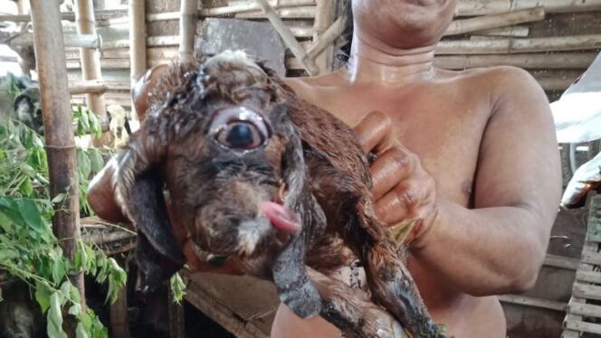 
					ANOMALI: Tampak kambing berkata satu. 