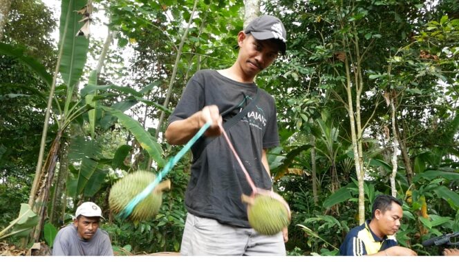
					DIBURU: Durian lato-lato khas Kabupaten Lumajang kini tengah diburu para pecinta durian. (foto: Asmadi).