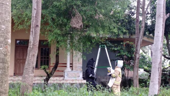 
					Tim Damkar Probolinggo saat evakuasi sarang tawon vespa di Desa Sumberanyar, Paiton. (foto: Ainul Jannah).