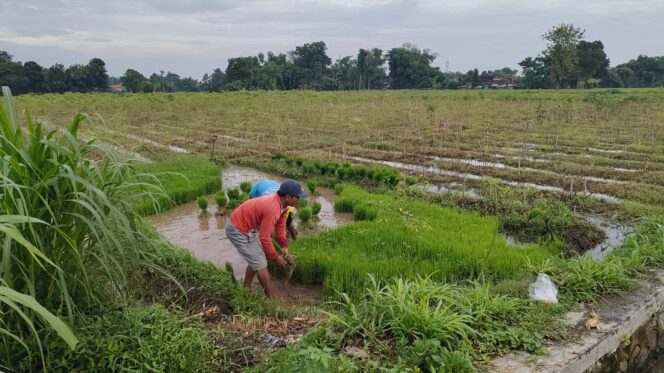 
					Solihin sedang mencabut bibit padi untuk ditanam di sawahnya.