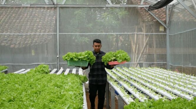 
					Kreatif! Pemuda di Lumajang Raup Cuan lewat Budidaya Slada Hodroponik