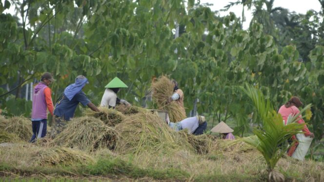 
					Sejumlah petani sedang memanen padi.