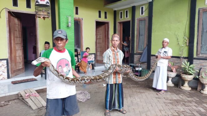 
					3 orang warga mengangkat ular sanca kembang