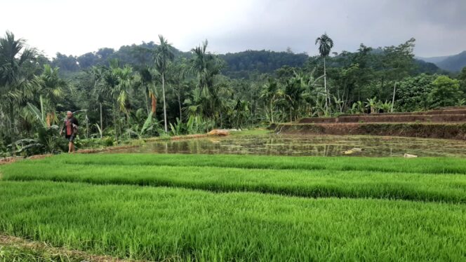 
					Lahan pertanian padi di Kecamatan Gading, Kabupaten Probolinggo