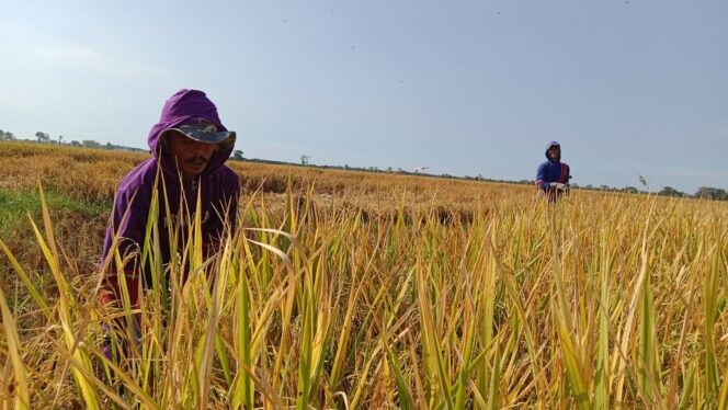 
					RUGI: Petani padi asal Kecamatan Krejengan, tetap panen meski harga gabah murah. (foto: Ainul Jannah).