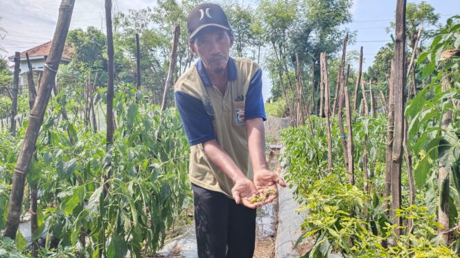 
					HAMA: Baijuri sedang menunjukkan cabai keriting yang jatuh dari pohonnya akibat serangan hama. (foto: Ali Ya'lu)
