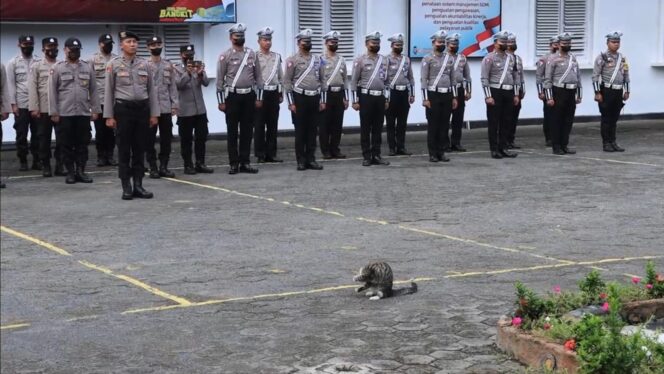 
					Foto kucing ikut apel