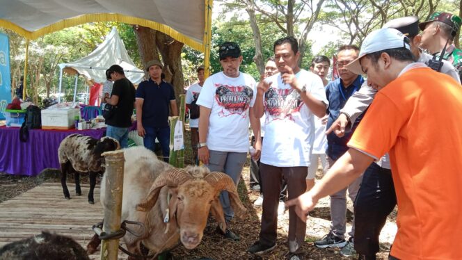 
					ANTUSIAS: Kontes kambing dan domba di Desa Binor, Paiton, Probolinggo, menyita perhatian publik. (Foto : Ainul Jannah)