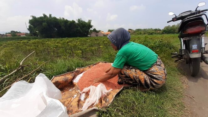 
					Asia sedang menyiapkan pupuk untuk ditabur di lahan sawahnya.