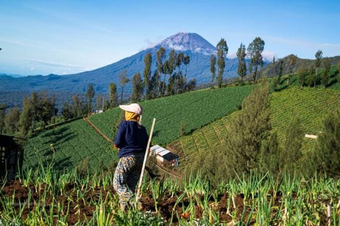 
					Para petani di Desa Ranupani, Kecamatan Senduro, Kabupaten Lumajang.