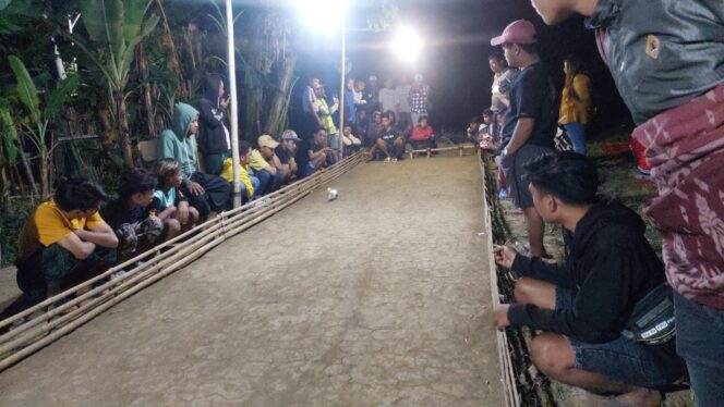 
					UNIK: Lomba balap marmut di Desa Pohsangit Lor, Kec. Wonomerto, Kab. Probolinggo. (foto: Hafiz Rozani).