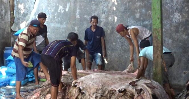 
					SIBUK: Para pekerja sibuk membersihkan kulit hewan qurban yang dijual warga. (foto: Moh. Rois)