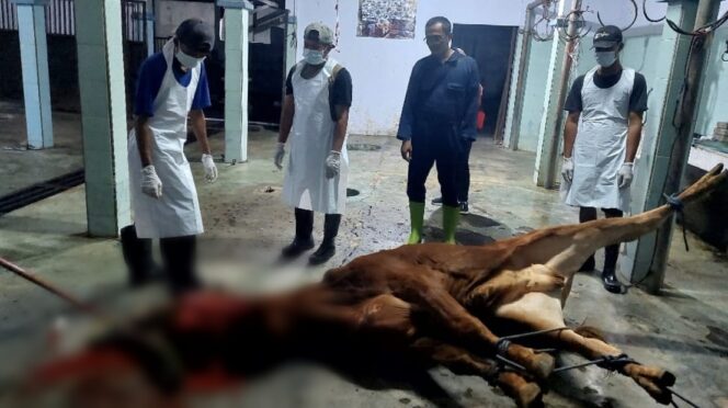 
					Penyembelihan Kurban, Disperta Siapkan Enam RPH