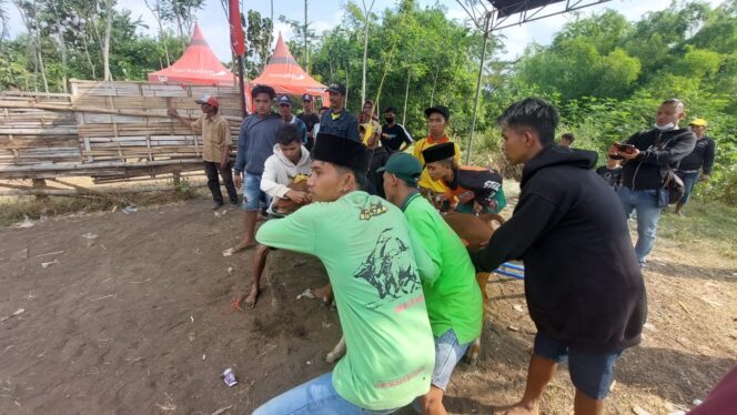 
					Yusuf Ismail Nafani, joki cilik karapan sapi sebelum sapi yang ia tunggangi berlomba.