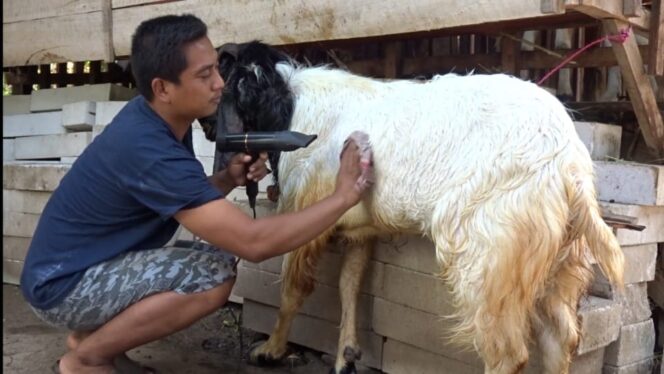 
					KREATIF: Pedagang hewan, Samsi, saat merawat kambing qurban jualannya. (foto: Moh. Rois)