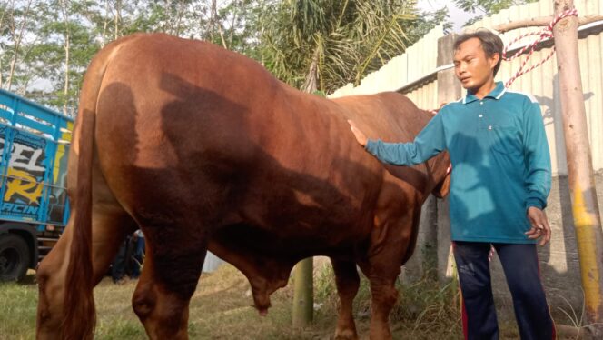 
					Sapi Warga Lumajang Dibeli Presiden Jokowi untuk Qurban, Harganya Rp115 Juta