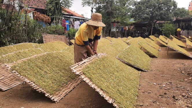 
					Patokan Harga Tembakau Belum Jelas, Petani Berharap Mahal