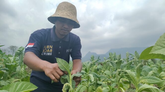 
					PANEN: Seorang petani di Kabupaten Probolinggo bersiap memanen tembakau. (foto: Ali Ya'lu)