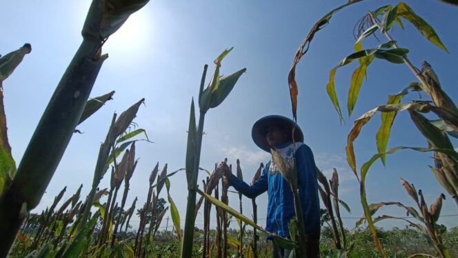 
					TANAM JAGUNG: Petani di Lumajang, Lukman Efendi, beralih dari tanam padi ke jagung. (foto: Asmadi)