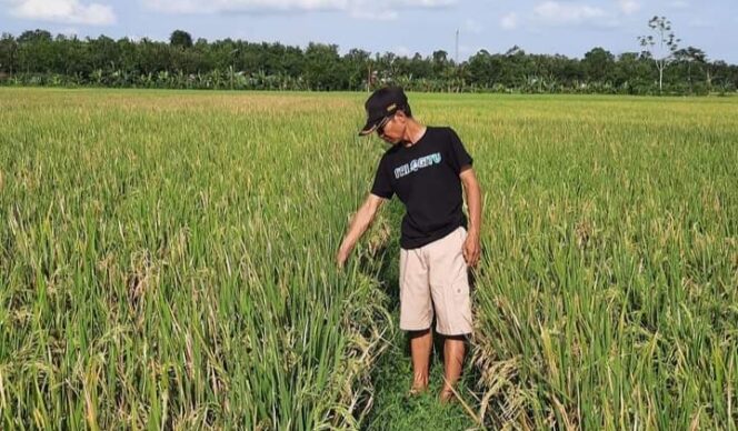
					NORMAL: Tanaman padi petani di Desa Boreng Lumajang, kini sudah teraliri air. (foto: Asmadi)