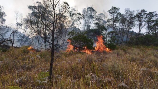 
					MEREMBET: Kebakaran yang terjadi di kawasan Bukit Keciri Desa Ngadirejo, Tutur, Pasuruan. (foto: Moh. Rois)