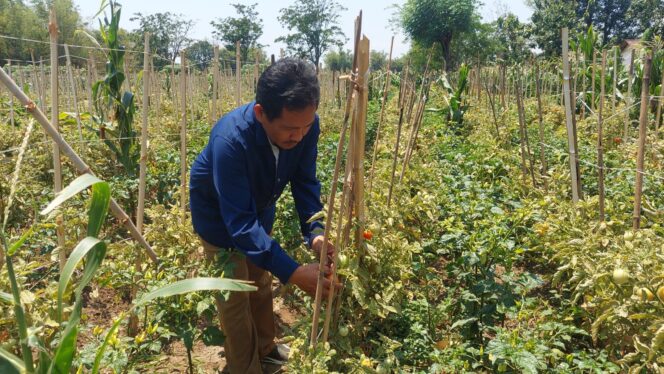 
					Janji Siswanto sedang membersihkan tanaman tomatnya.