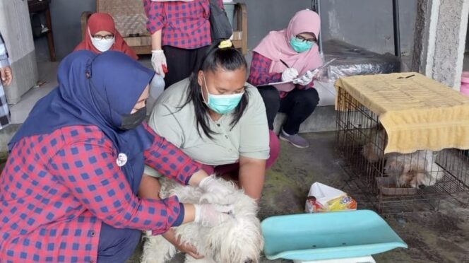 
					VAKSINASI: Proses vaksinasi anjing oleh Dinas Pertanian beberapa waktu lalu. (foto: istimewa).