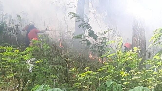 
					KARHUTLA: Para relawan mencoba memadamkan api yang melalap hutan pinus di Lumajang secara manual. (foto: Asmadi)