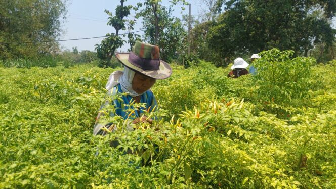 
					RUSAK: Petani di Sumber Wetan, Kota Probolinggo sedang memanen cabai rawit meski tanaman rusak akibat diserang virus. (foto: Hafiz Rozani).