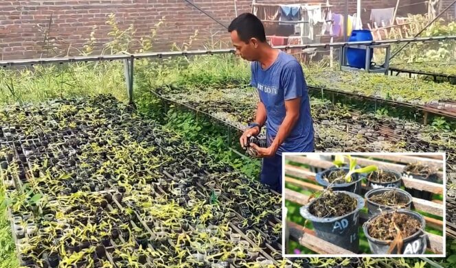 
					RUGI: Petani anggrek di Desa Sadengrejo, Rejoso, Pasuruan, Hudan Dardiri, rugi akibat bibit tanaman anggreknya kering dan mati (insert). foto: Moh. Rois)