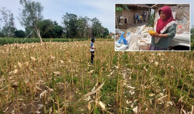 
					Hendak Dipanen, Jagung Keburu Dipanen Maling