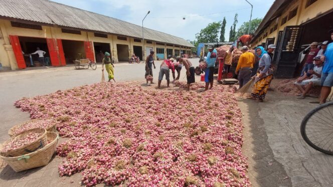 
					MURAH: Bibit bawang merah di salah satu gudang di Pasar Bawang Dringu Probolinggo. (foto: Hafiz Rozani). 