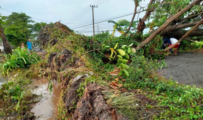 
					POHON TUMBANG: Cuaca ekstrem membuat sejumlah pohon di Kabupaten Pasuruan tumbang. (foto: Moh. Rois)