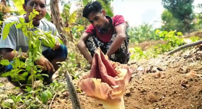 
					BIKIN HEBOH: Bunga bangkai yang ditemukan warga di Dusun Pekangkungan, Desa Macan Putih, Kec. Gondang Wetan, Kab. Pasuruan. (foto: Moh. Rois)